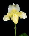 Paph. F. C Puddle